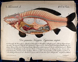 view A carp: cross-section through the body of the fish, showing the internal organs. Chromolithograph by H.J. Ruprecht, 1877.