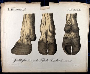 view Feet and hooves of a cow or bull: three figures. Chromolithograph by H.J. Ruprecht, 1877.