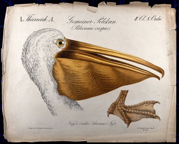 Head of a pelican, with a detail showing the foot. Chromolithograph, 1877.