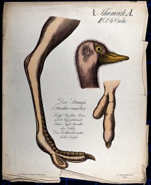 view Head, leg and foot of an ostrich: three figures. Chromolithograph, 1877.