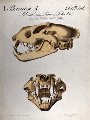 view Skull of a lion: two figures. Chromolithograph, 1877.