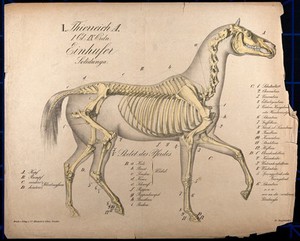 view Skeleton of a horse in motion. Chromolithograph, 1870.