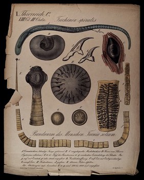 Parasites found in the human body: eleven figures, including a tapeworm, trichina and bladderworm. Chromolithograph, 1870.