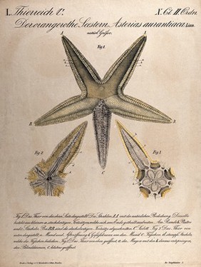 A starfish: three figures. Chromolithograph, 1870.