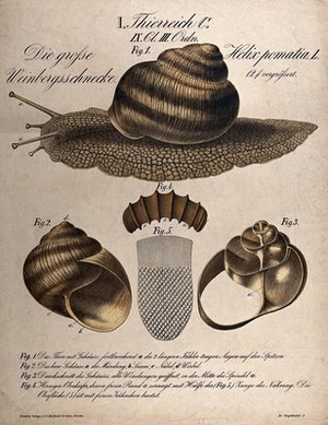 view A large edible snail: five figures, including a cross-section of the shell. Chromolithograph, 1870.