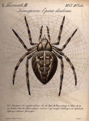 view A garden spider, shown in the centre of its web. Chromolithograph, 1870.