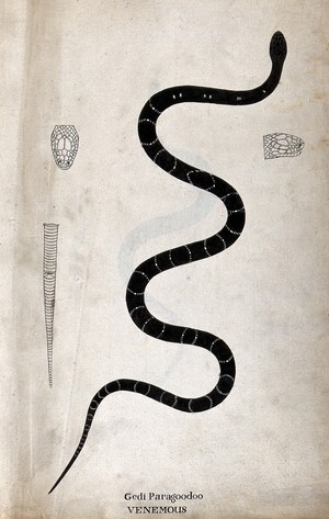 view A poisonous snake (bungarus caeruleus), dark in colour, with narrow white cross-banded markings: includes two outline drawings of the head and one of the tail. Watercolour, ca. 1795.