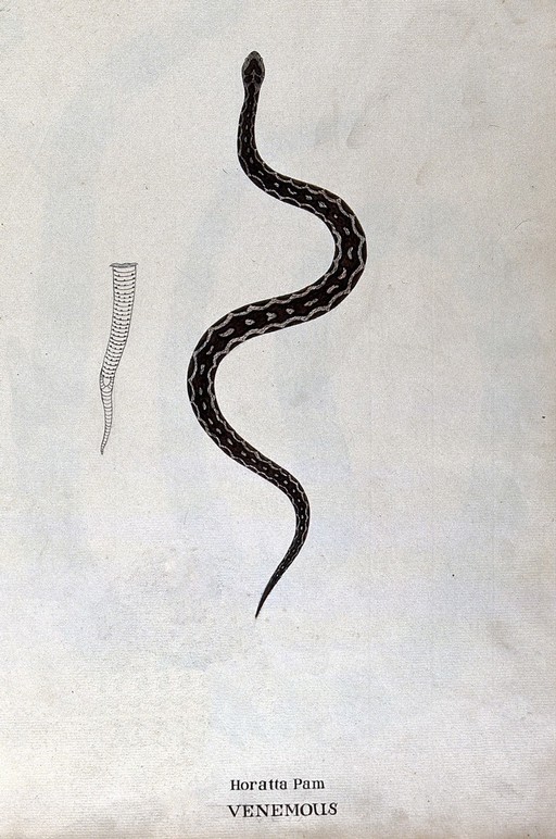 A poisonous snake, dark brown in colour with pale patches edged with black: includes outline drawing of the tail. Watercolour, ca. 1795.