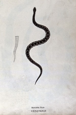 view A poisonous snake, dark brown in colour with pale patches edged with black: includes outline drawing of the tail. Watercolour, ca. 1795.