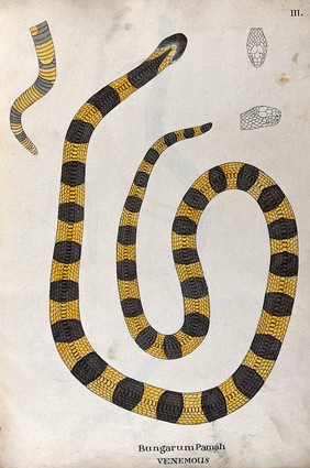 A poisonous snake, yellow in colour, with broad grey cross-banded markings: includes a detail of the tail and two outline drawings of the head. Watercolour, ca. 1795.