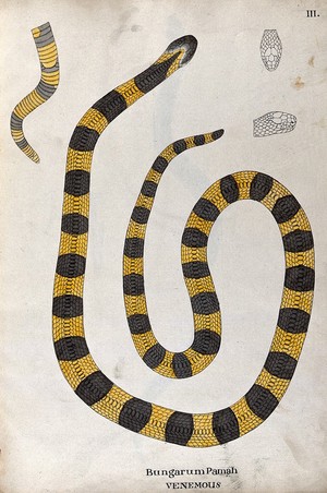 view A poisonous snake, yellow in colour, with broad grey cross-banded markings: includes a detail of the tail and two outline drawings of the head. Watercolour, ca. 1795.