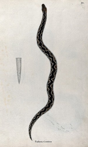 view A snake, light brown in colour with dark brown patches and wavy line on its back, edged with white: includes outline drawing of the tail. Watercolour, ca. 1795.