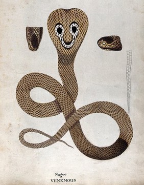 A poisonous snake, Indian cobra: illustration shows 'spectacle' marking on the snake's hood and includes two details of the head and an outline drawing of the tail. Watercolour, ca. 1795.