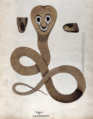 view A poisonous snake, Indian cobra: illustration shows 'spectacle' marking on the snake's hood and includes two details of the head and an outline drawing of the tail. Watercolour, ca. 1795.