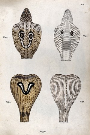 view Two poisonous snakes (Indian cobras): four figures showing the snakes' hoods, seen from above and below, indicating the distinctive 'spectacle'and 'V-shaped' markings. Watercolour, ca. 1795.