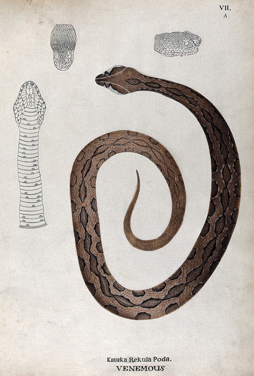 A poisonous snake, brown in colour with darker oblong patches: includes three outline drawings of the head. Watercolour, ca. 1795.