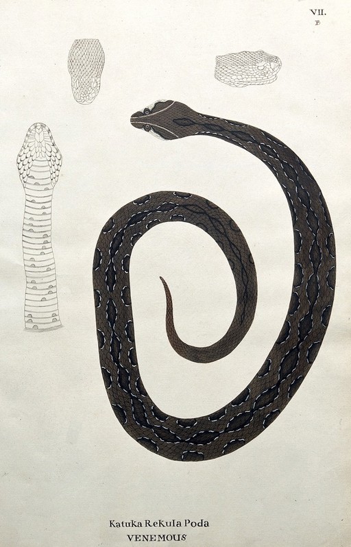 A poisonous snake, dark brown in colour with darker oblong patches edged with white: includes three outline drawings of the head. Watercolour, ca. 1795.