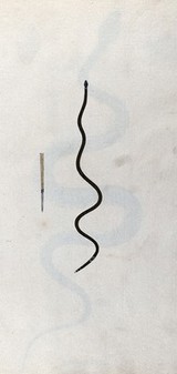A snake, slender and green in colour with a small black marking, edged with white, near the tail: includes a detail of the underside of the tail. Watercolour, ca. 1795.
