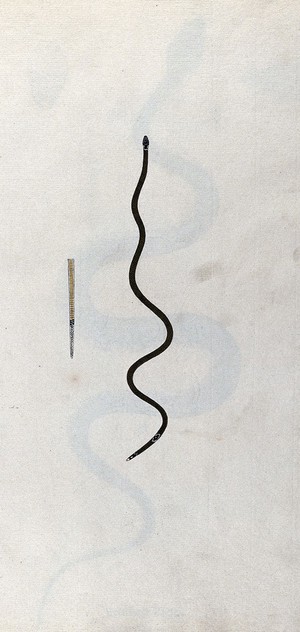 view A snake, slender and green in colour with a small black marking, edged with white, near the tail: includes a detail of the underside of the tail. Watercolour, ca. 1795.