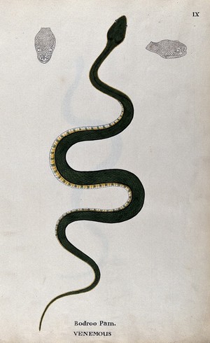 view A poisonous snake, green in colour with yellow and green underbelly: includes two outline drawings of the head. Watercolour, ca. 1795.