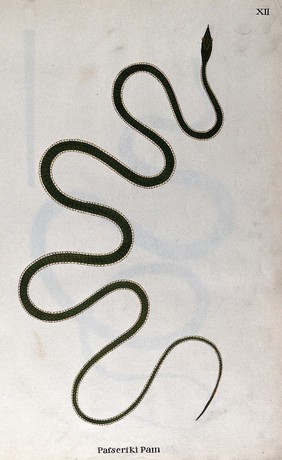 A snake, bright green in colour with a pale underbelly (?). Watercolour, ca. 1795.