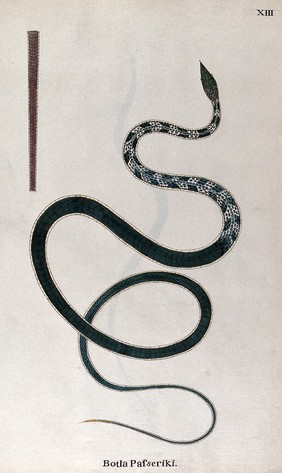 A snake, green in colour with white markings the upper body: includes a detail of the tail's underside. Watercolour, ca. 1795.