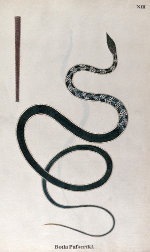 view A snake, green in colour with white markings the upper body: includes a detail of the tail's underside. Watercolour, ca. 1795.