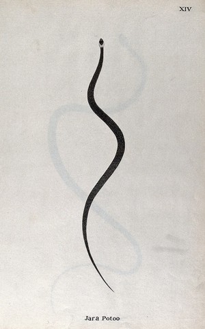 view A snake, slender and grey in colour, with white marking on the head. Watercolour, ca. 1795.
