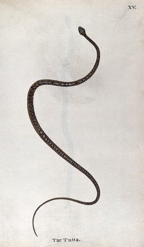 A snake, slender and light brown in colour, with pale triangular patches edged with black, running along its back. Watercolour, ca. 1795.