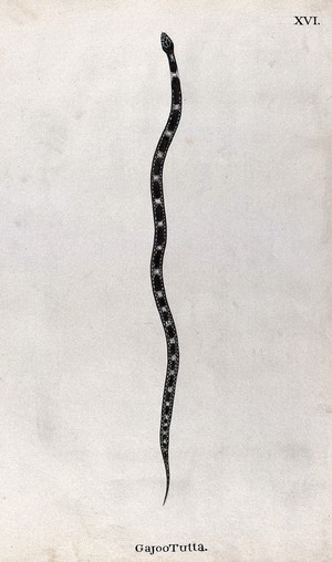 view A snake, slender and dark brown in colour, with pale patches between two white dotted lines, which run along the length of the back. Watercolour, ca. 1795.