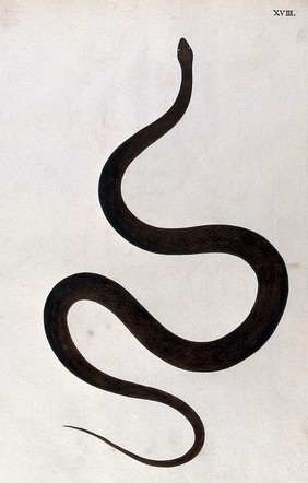 A snake, dark brown in colour. Watercolour, ca. 1795.