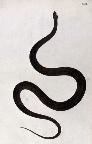 view A snake, dark brown in colour. Watercolour, ca. 1795.