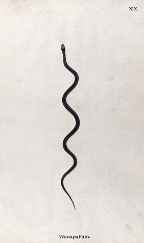 A snake, slender and brown in colour, with black and tan speckled markings between two blue lines, which run the length of the back. Watercolour, ca. 1795.