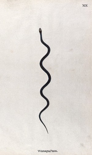 view A snake, slender and brown in colour, with black and tan speckled markings between two blue lines, which run the length of the back. Watercolour, ca. 1795.