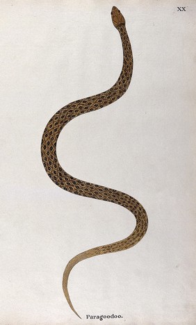 A snake, (bungarus caeruleus?) yellow and tan in colour, with brown and black diamond-shaped markings. Watercolour, ca. 1795.