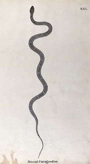 A snake, (bungarus caeruleus?) slender and pale grey in colour, with small white lozenge-shaped markings flecked with black. Watercolour, ca. 1795.