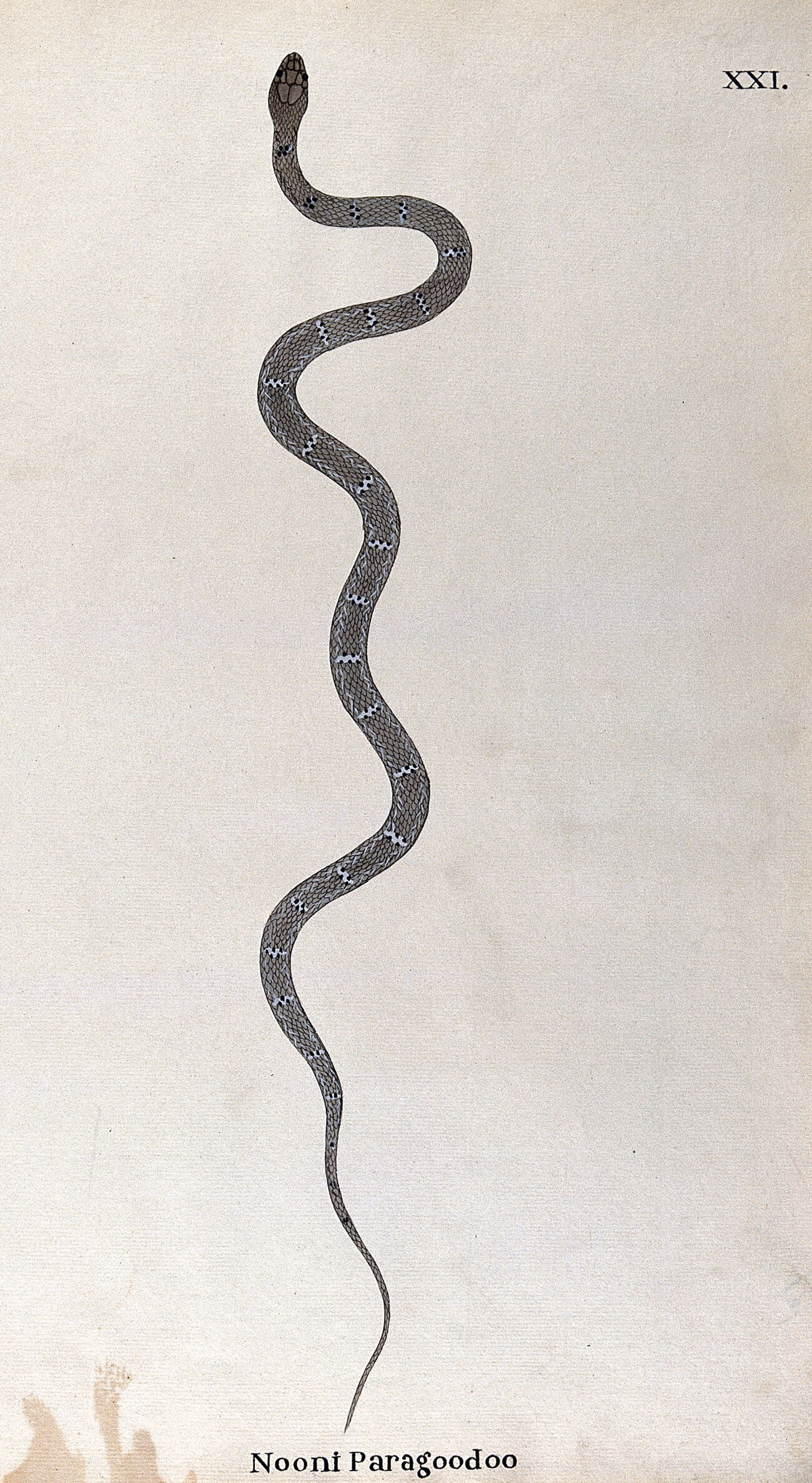 A snake, (bungarus caeruleus?) slender and pale grey in colour, with small  white lozenge-shaped markings flecked with black. Watercolour, ca. 1795.