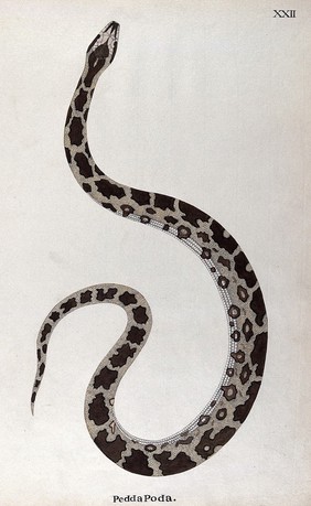 A snake, pale buff in colour, with dark brown patches edged in white and a white underbelly. Watercolour, ca. 1795.