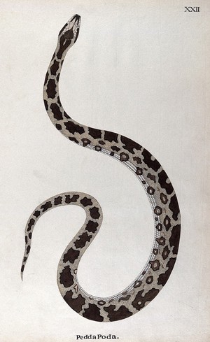 view A snake, pale buff in colour, with dark brown patches edged in white and a white underbelly. Watercolour, ca. 1795.