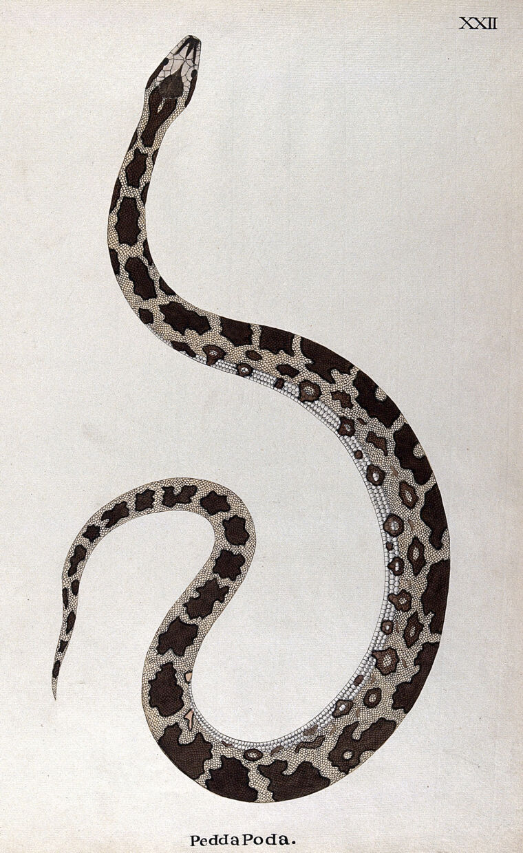 black and white snake images