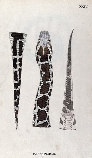 view A snake, pale in colour, with dark brown patches edged with black: three figures, showing the head and neck, and the tail seen from above and below. Watercolour, ca. 1795.