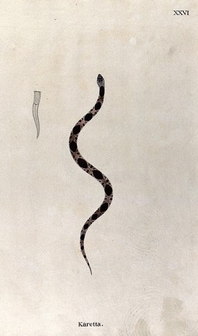 A snake, slender and pale brown in colour, with large dark brown oblong-shaped markings running along its back: includes an outline drawing of the tail. Watercolour, ca. 1795.