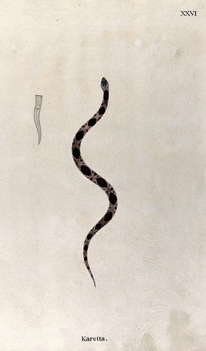 view A snake, slender and pale brown in colour, with large dark brown oblong-shaped markings running along its back: includes an outline drawing of the tail. Watercolour, ca. 1795.