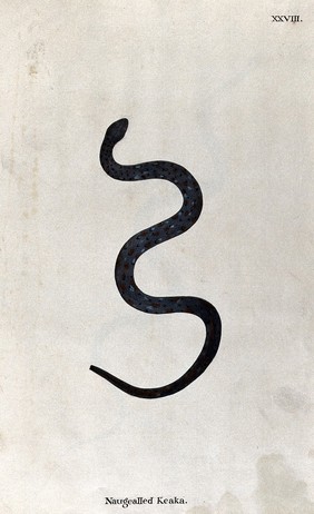 A snake, dark blue-grey in colour, with brown, black and pale blue flecked markings. Watercolour, ca. 1795.