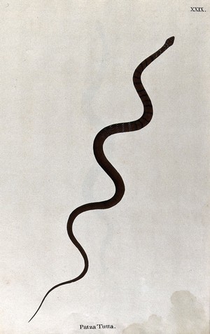 view A snake, slender and brown in colour, with dark narrow cross-banded markings on the upper body. Watercolour, ca. 1795.