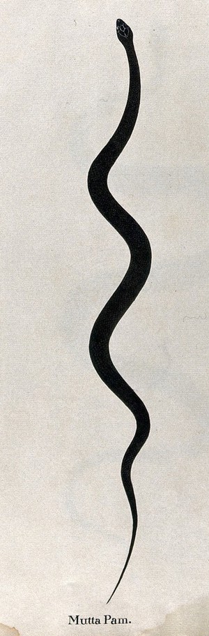 view A snake, slender and dark brown in colour. Watercolour, ca. 1795.