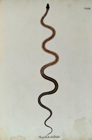 view A snake, slender and green in colour, with a darker zig-zag marking along its back and bands of pink running along each side of the upper body. Watercolour, ca. 1795.