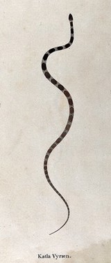 A snake, small and slender, pale in colour, with oval-shaped brown markings running along its back (which become gradually paler towards the lower body and tail). Watercolour, ca. 1795.