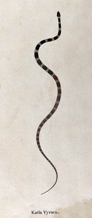 view A snake, small and slender, pale in colour, with oval-shaped brown markings running along its back (which become gradually paler towards the lower body and tail). Watercolour, ca. 1795.