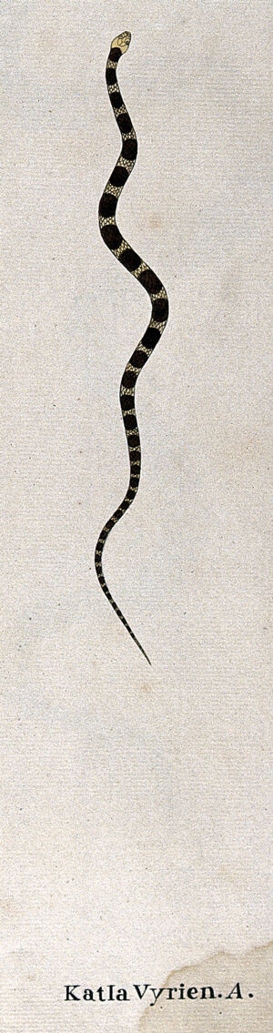 view A snake, very small and slender, pale yellow in colour, with dark brown oval-shaped markings or cross-bands. Watercolour, ca. 1795.